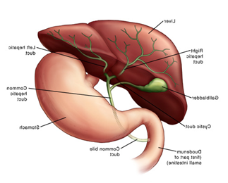 Illustration of liver and biliary system