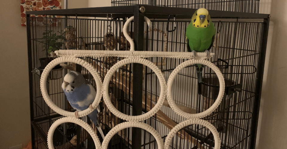 2 birds in bird cage