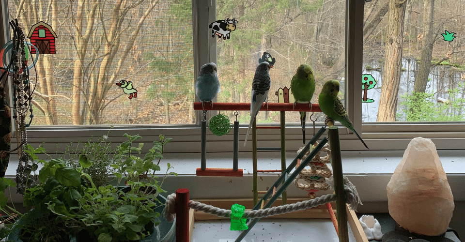 group of birds loking out the window