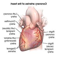 心脏和冠状动脉的外部